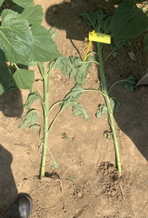 effet de la compaction sur une racine de tournesol