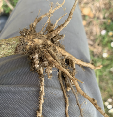 kistes nématodes sur colza 2022 F vaucelle 1