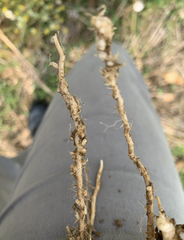 kistes nématodes sur colza 2022 F vaucelle 2