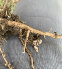 kistes nématodes sur colza 2022 F vaucelle 3