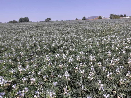 Lupin en semis direct eure et loir 2023