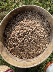 lupin inoculé