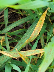 mélange oligo fongis sur orge