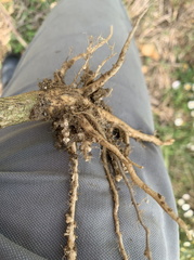 nématode à galles sur colza