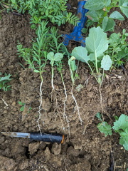 plantes compagnes du colza