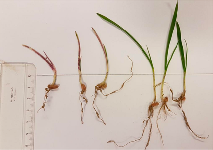 profondeur de semis blé et phytotoxicité