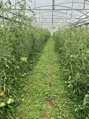 tomates sur couvert permanent de très été 2023 eure