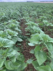 tournesol asocié luzerne