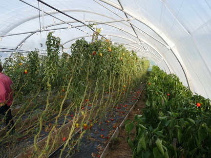 Tomate Poivron