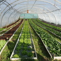 salades
