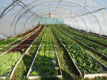 salades