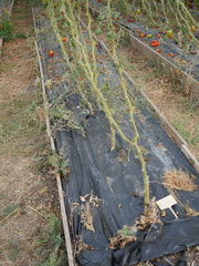 P1120974