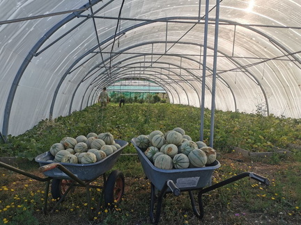 melon(1)