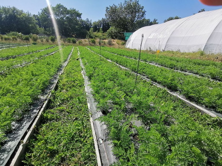 carottes